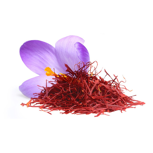 The bulb of saffron Abu Hashiba 1 bulb